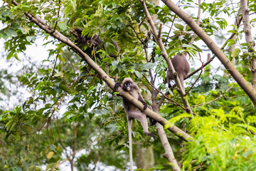 beautiful monkey in nature