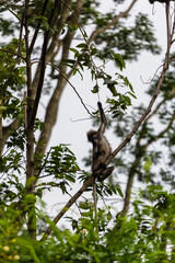 beautiful monkey in nature