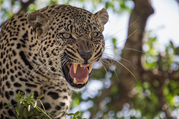snarling Leopard