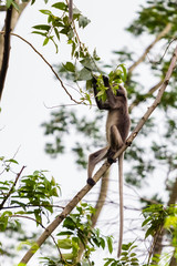 beautiful monkey in nature