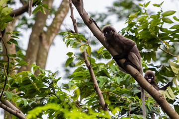 beautiful monkey in nature