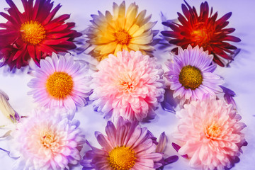 flowers on a colored tinted background.