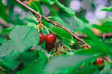 ripe red berries of a cherry with drops of dew.