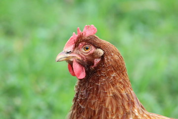 portrait of a hen