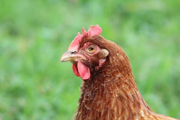 portrait of a hen