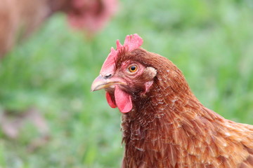 hen looking down