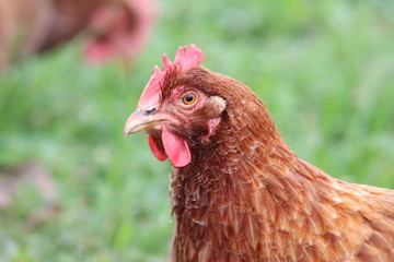 portrait of a hen