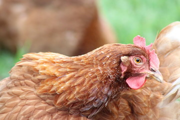 portrait of a hen