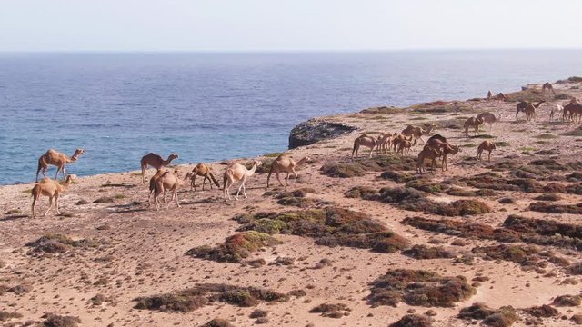 Aerial: Camels or Dromedaries walking along the great australian bight cliff face with ocean backdrop, Nullarbor. Outback Australia. 
