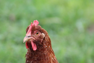 chicken on farm
