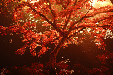 ライトアップされた紅葉が美しいゆうじゃく公園
