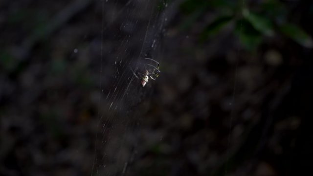 Slow Motion shot of a silk spider (Nephila clavata) climbing up its web to eat a bug caught in the strands.