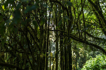 Fototapeta premium Green Forest in Northern Thailand
