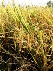 rice grains in the field