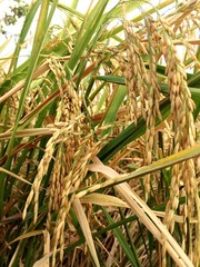 rice grain in the field