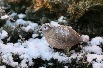 Christmas  decoration for the tree. decorative bird on a snowy fir branch.Quail figurine.Winter holiday season. Christmas time