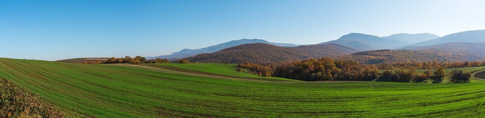Fototapeta na wymiar Wide panoramic view of the farm fields with green shoots