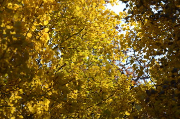 Colorful leaves at Assiniboine Forest in Autumn, Manitoba