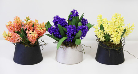 Hyacinths. Floral Arrangements in pots. Orange, Purple and Yellow. on light background. Floral Spring Ideas. 