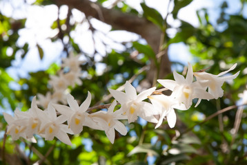 Blooming pigeon orchid flowers