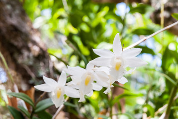 Blooming pigeon orchid flowers