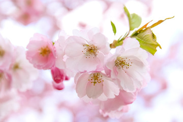 Pink sakura flowers. Sakura flowers close up. Spring blossom.