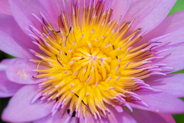 closeup of a lotus flower
