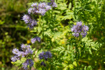 Obraz premium Blue flowers on green plant in detail.
