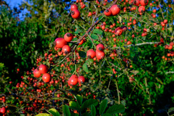 Zweige von Hagebutte (lat. Rosa canina) an einer Hecke