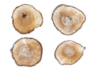 four tree stumps isolated on white, distorted shape cross section of tree