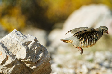 The rock partridge from Velebit mountain, Croatia