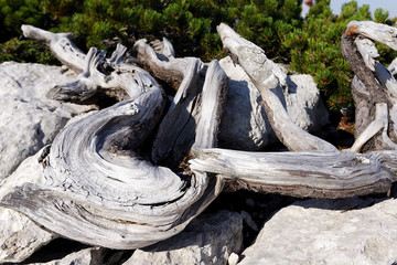 Creeping pine from Velebit mountain, Croatia