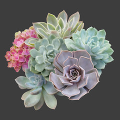 Floral arrangement, bouquet of succulents with pink flowers isolated on dark background. Can be used for your projects, wedding  invitations, greeting cards.