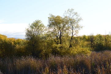 Fototapeta premium Colourful Autumn Foliage in Manitoba