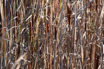 Cattails in a marsh wetland Winnipeg, Manitoba