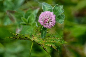 Herbstlicher Wiesen-Klee (lat. Trifolium pratense) mit Morgentau