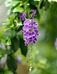 Obraz premium 植物