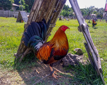 photo of fighting cock on a farm