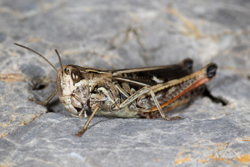 Macro portrait of the grasshoppers from the Velebit mountain, Croatia