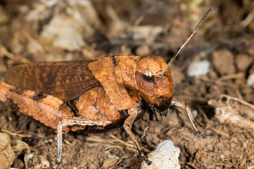 Macro portrait of the grasshoppers from the Velebit mountain, Croatia