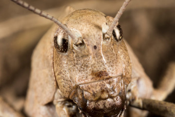 Macro portrait of the grasshoppers from the Velebit mountain, Croatia