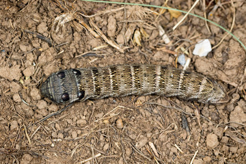 Elephant hawk-moth caterpillar from Velebit mountain, Croatia