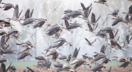 Many wild geese fly up from a harvested field in winter. Concept: agriculture and wildlife