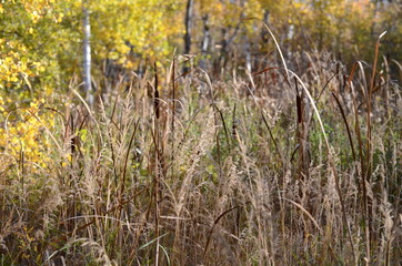Cattails in a marsh wetland Winnipeg, Manitoba