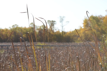 Cattails in a marsh wetland Winnipeg, Manitoba