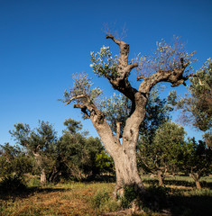 Fototapeta na wymiar Infested olive trees (bacterium Xylella Fastidiosa), Salento, South Italy