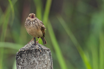 Indochinese Bushlark perching on top of cement pole with the bill open