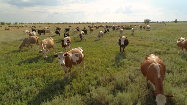 Faces of herd bull cows beautiful cattle livestock large stock look at camera eat green grass in meadow steppe pasture.  Agricultural landscape. Milk production beef. Drone cinematic close-up