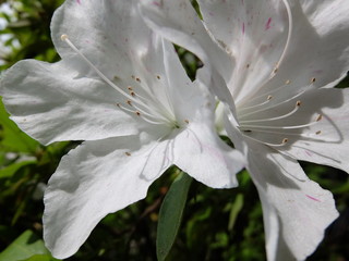 抽象的に撮影された白いツツジの花