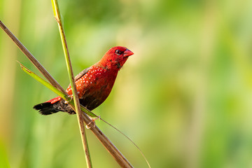 Red Avadavat perching on grass stem looking into a distance